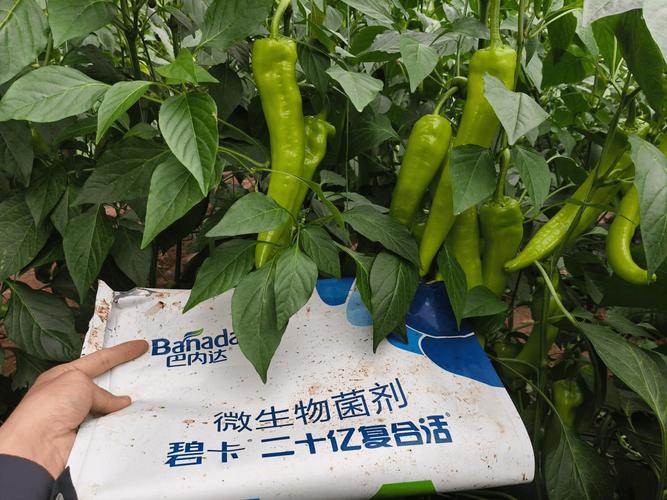 微生物菌剂没效果？那是你用法不对